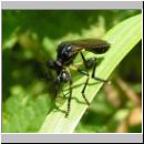 Dioctria cothurnata - Raubfliege 05.jpg